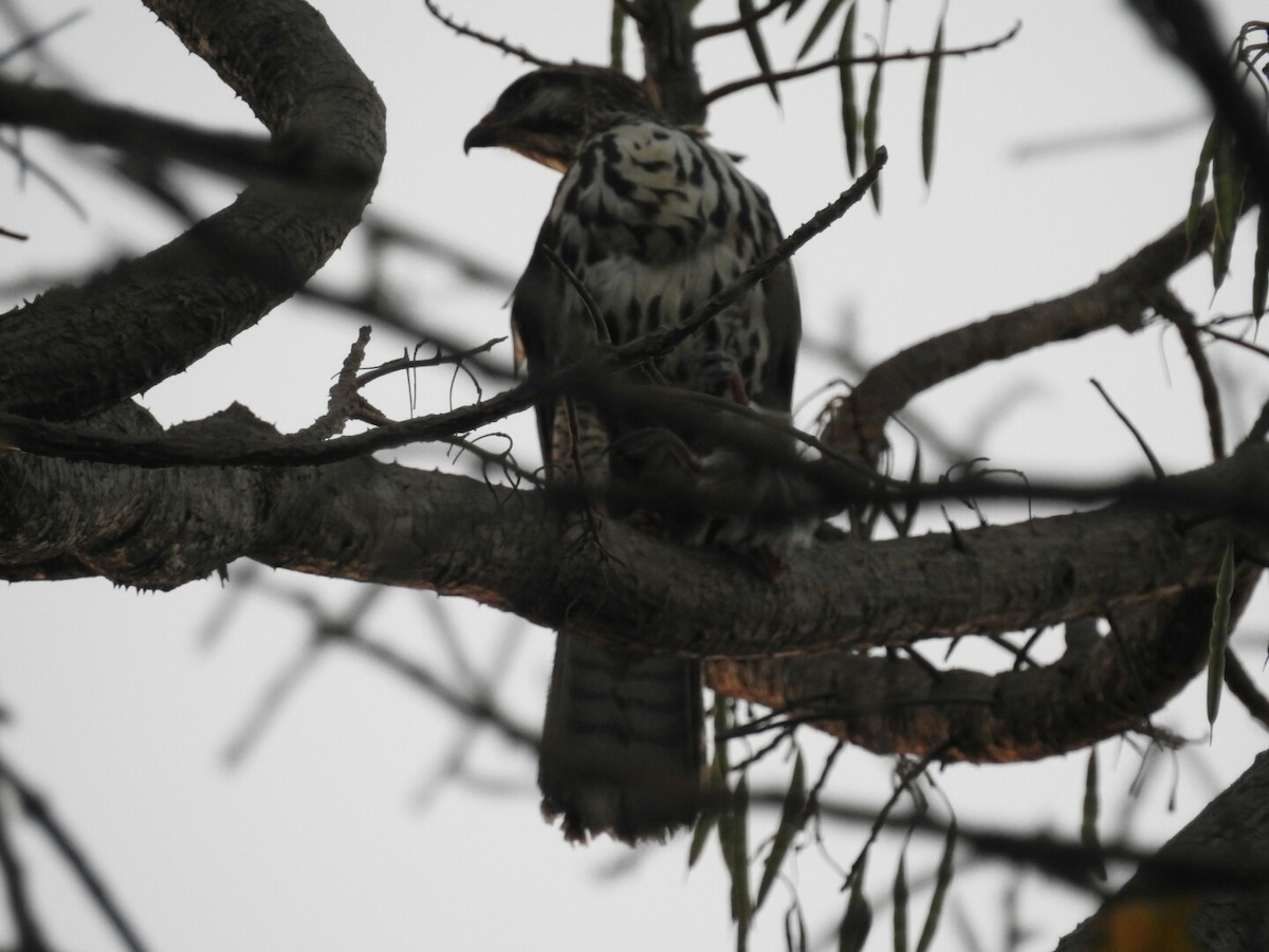 Gray Hawk - Daniel Garrigues