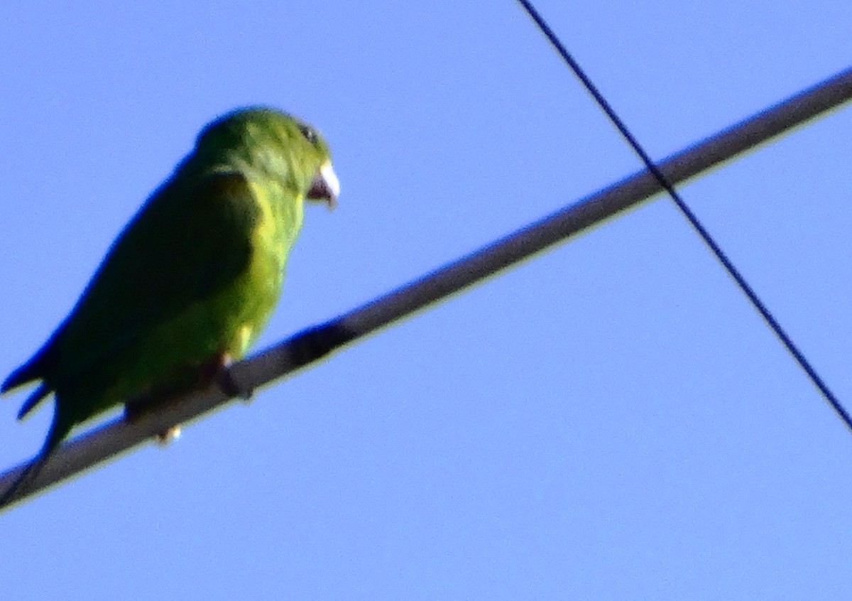 Plain Parakeet - ML140681621
