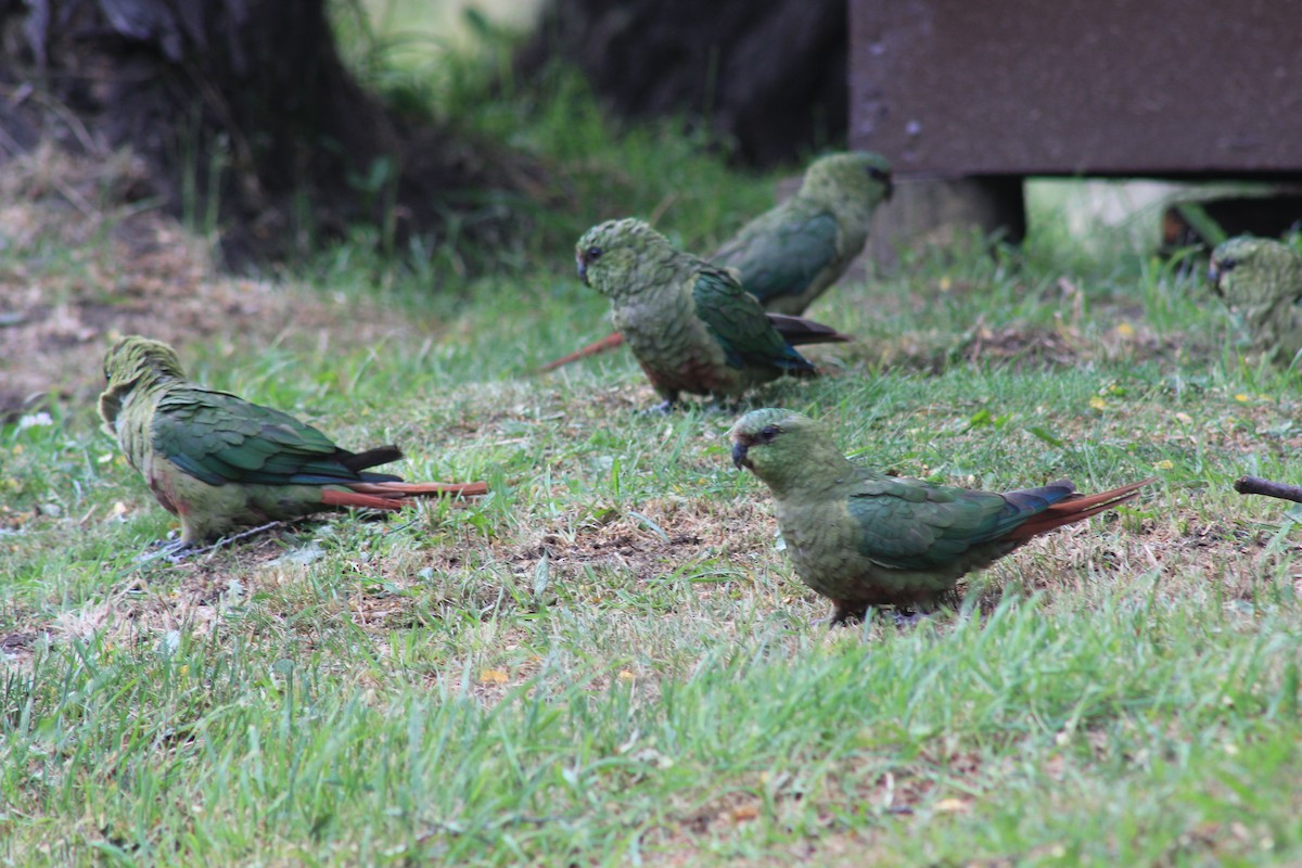 Austral Parakeet - ML140681681