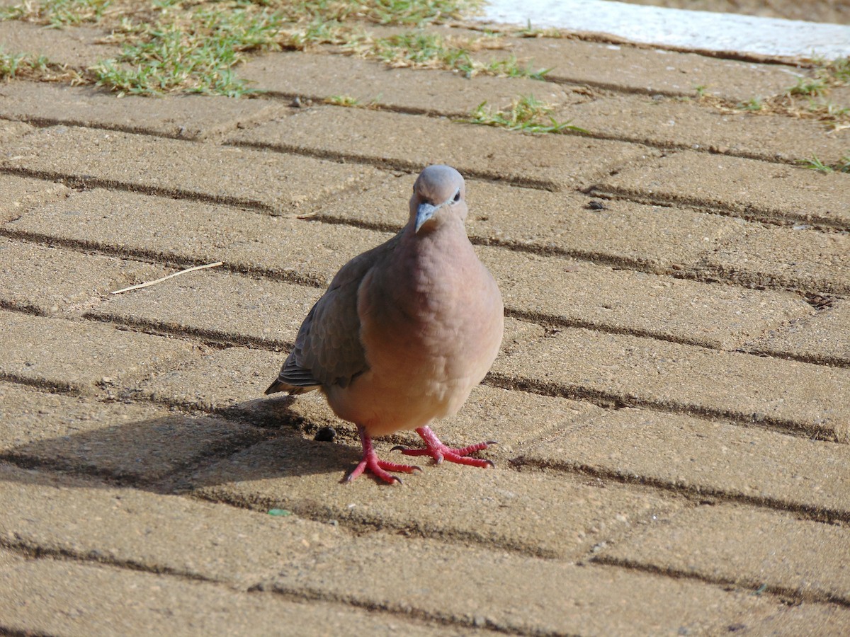 Eared Dove - Luciane Ferreira