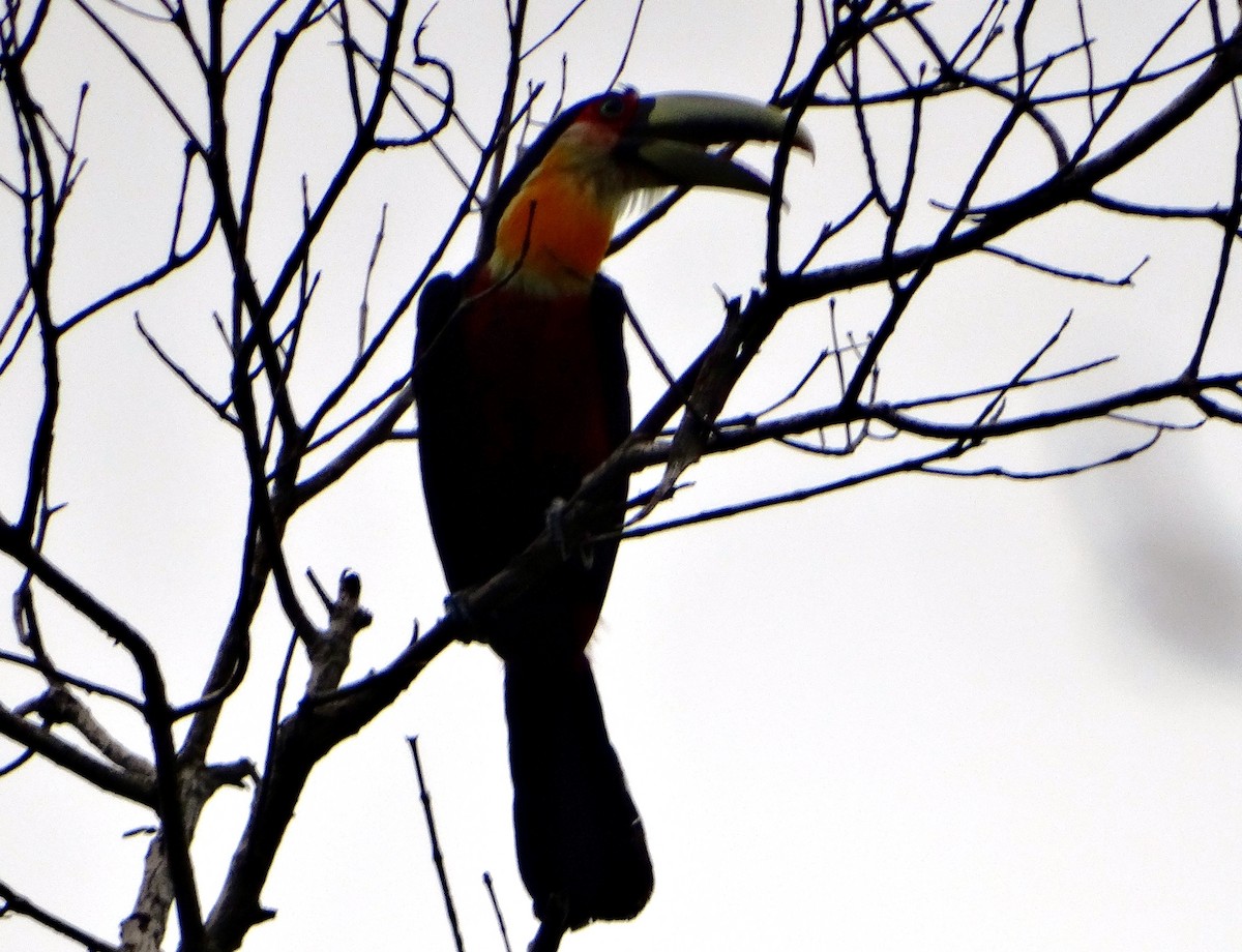 Red-breasted Toucan - ML140682651