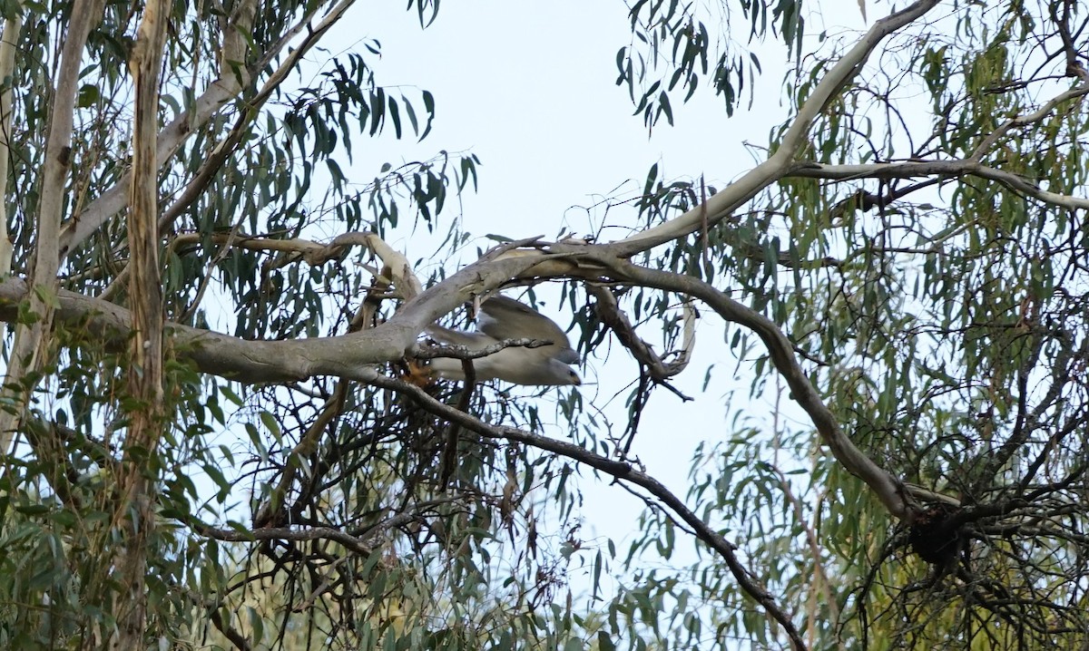 Gray Goshawk - ML140683041