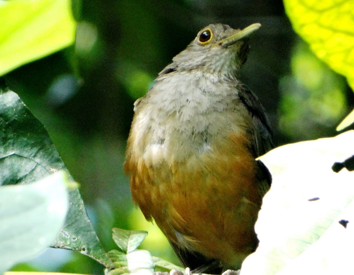 Rufous-bellied Thrush - ML140685791