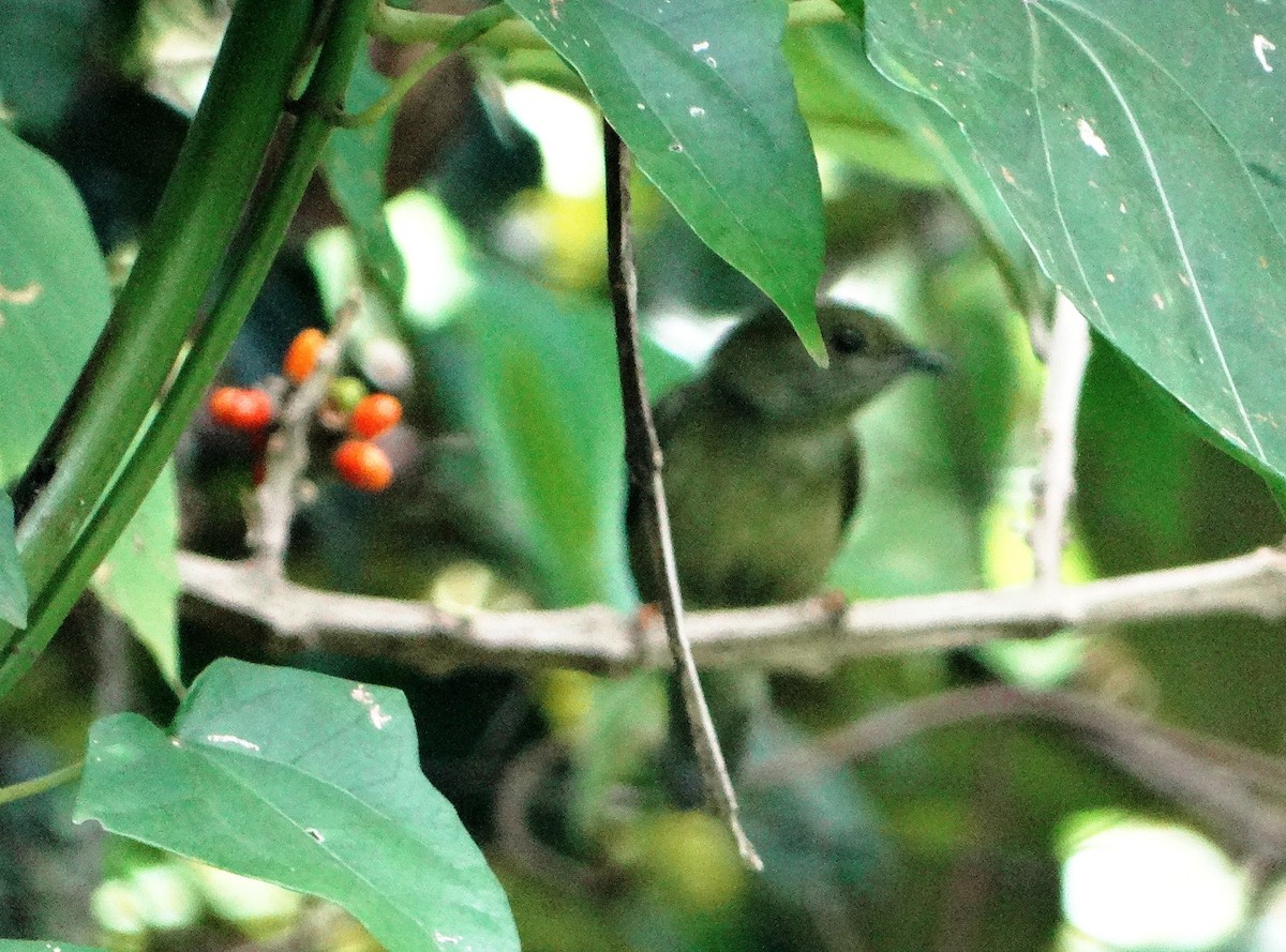 White-bearded Manakin - ML140685851