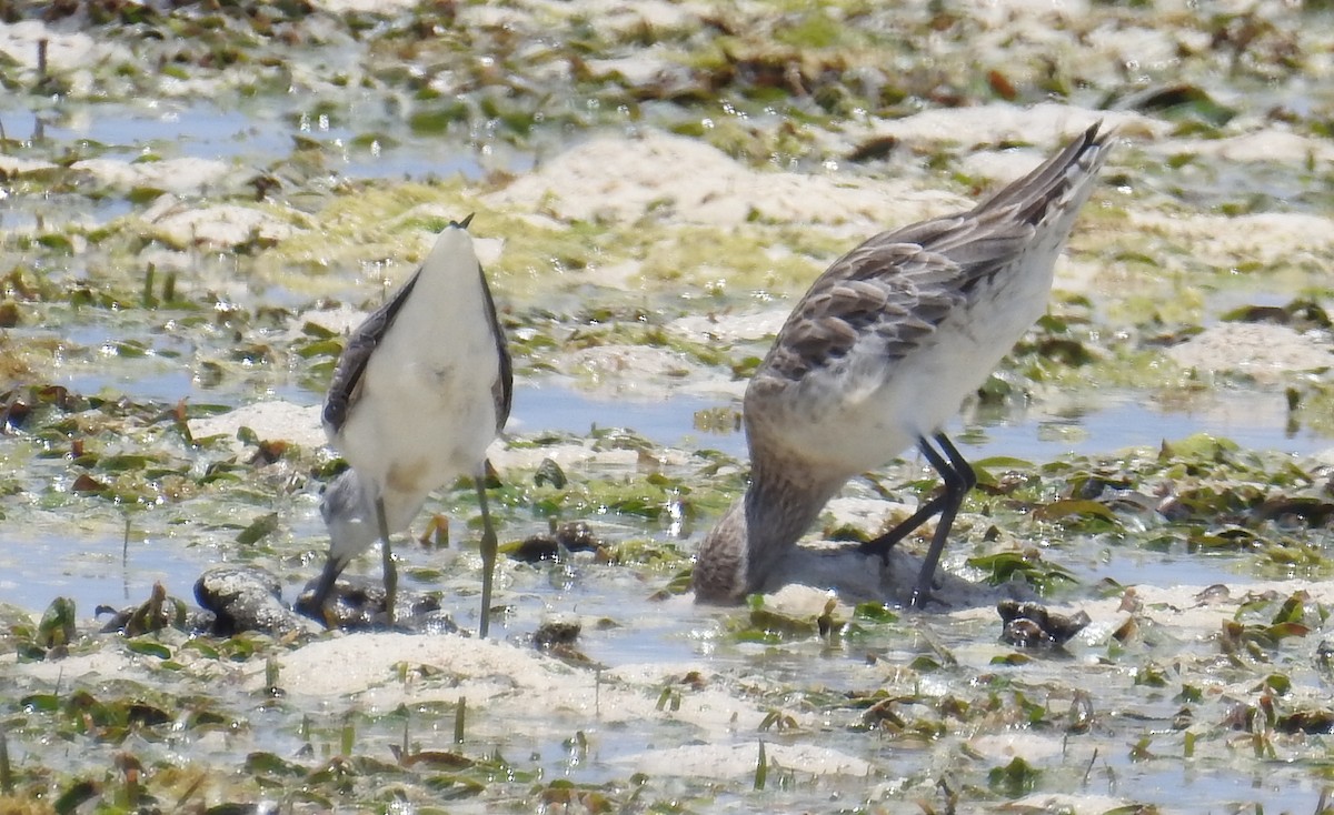 Bar-tailed Godwit - ML140686261