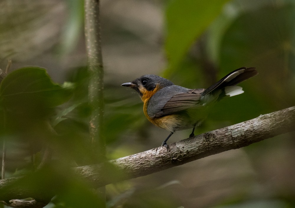 Spectacled Monarch - ML140686271
