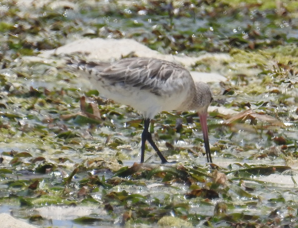 Bar-tailed Godwit - ML140686281