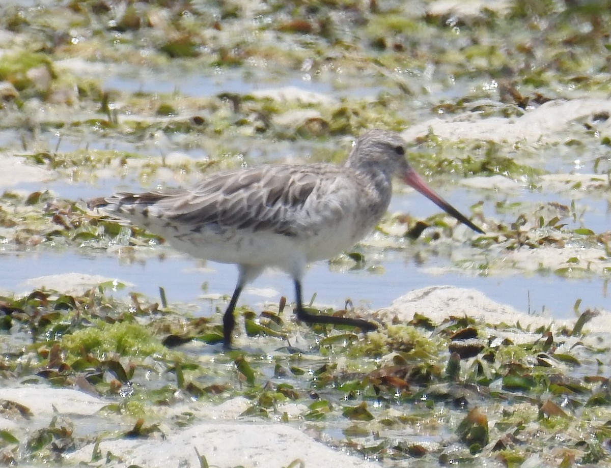 Bar-tailed Godwit - ML140686351