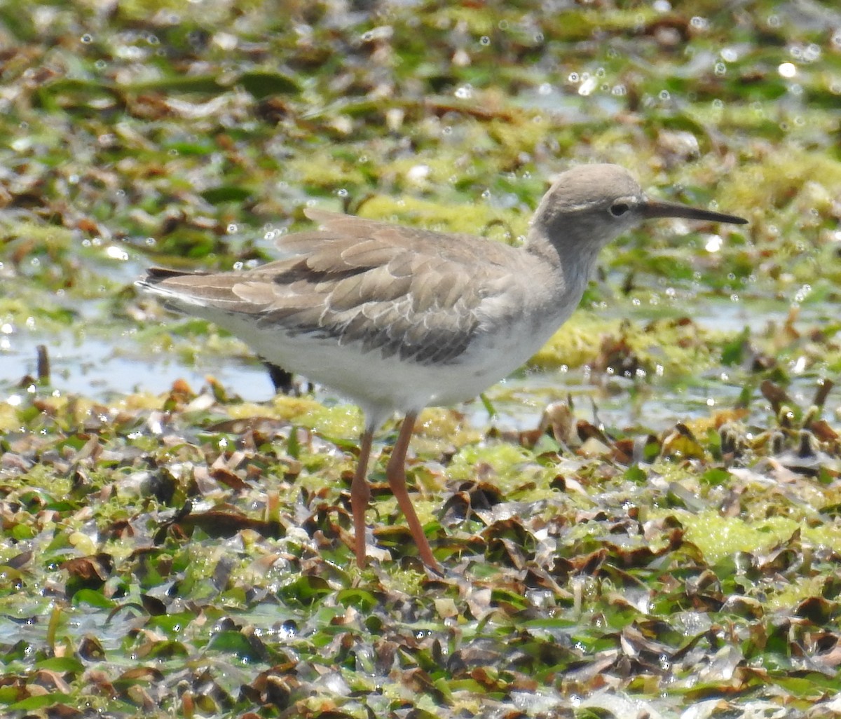 Common Redshank - ML140686711