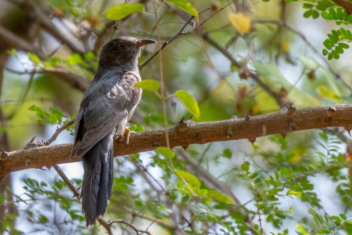 Gray-bellied Cuckoo - Balaji P B