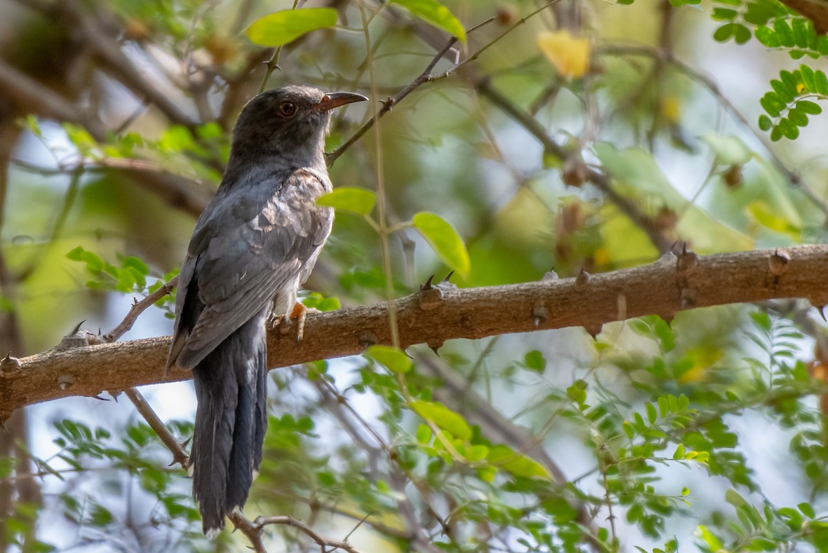 Gray-bellied Cuckoo - ML140686771