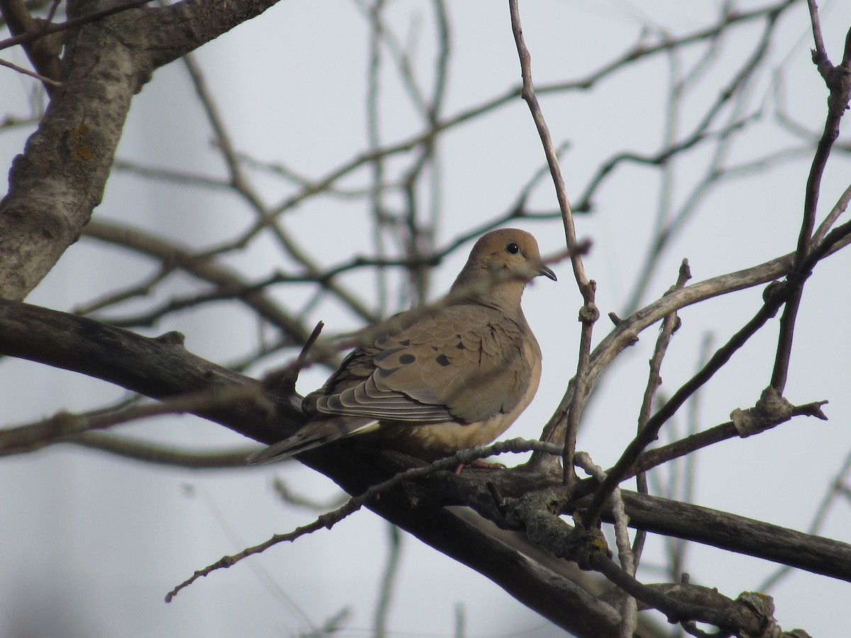 Mourning Dove - ML140686951