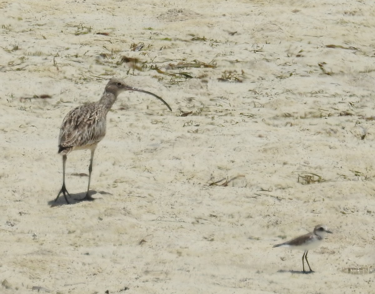 Far Eastern Curlew - Colin Trainor