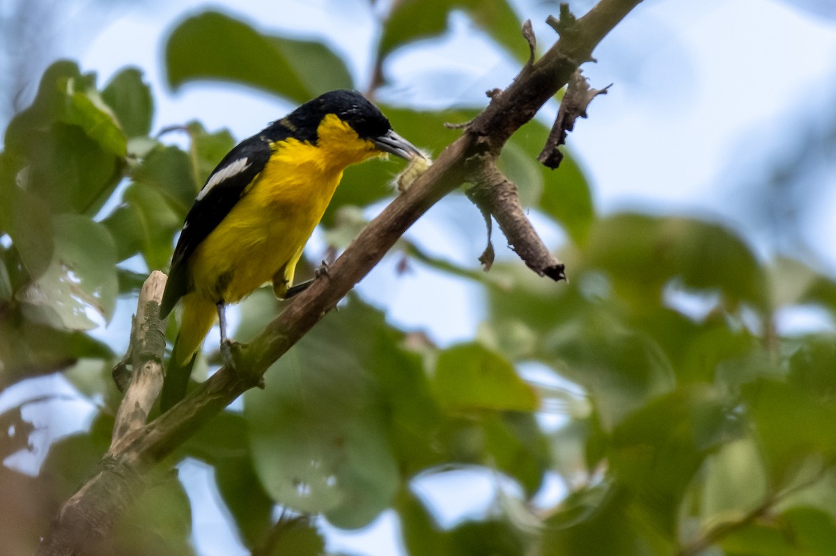 Common Iora - Balaji P B