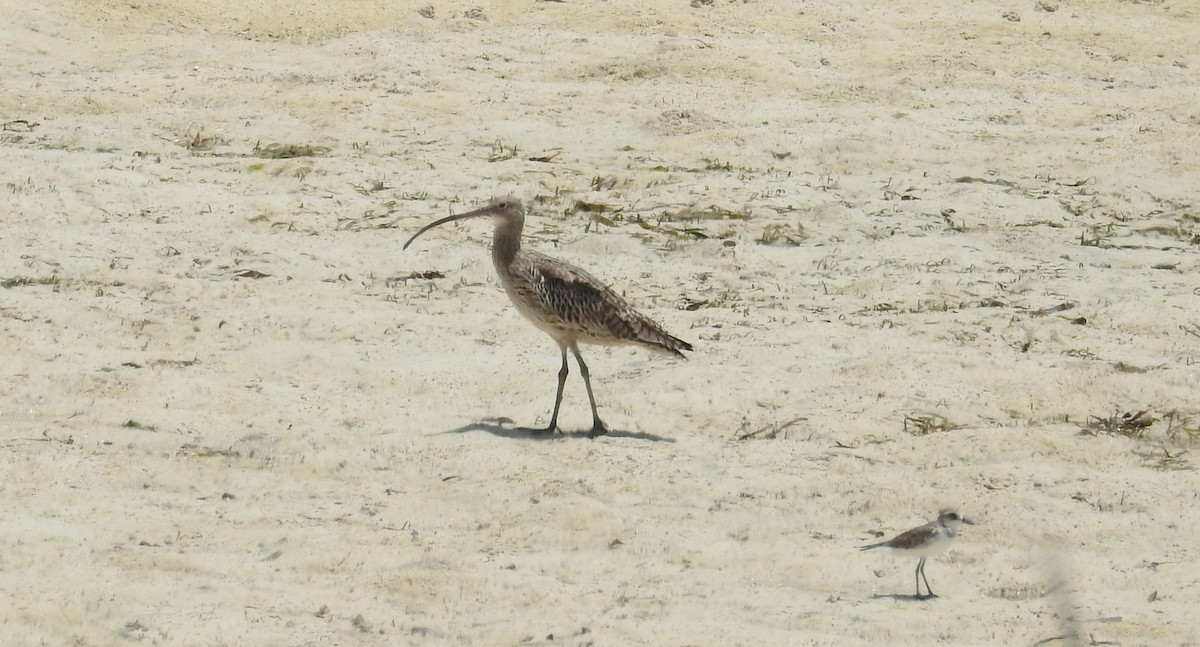 Far Eastern Curlew - ML140687211