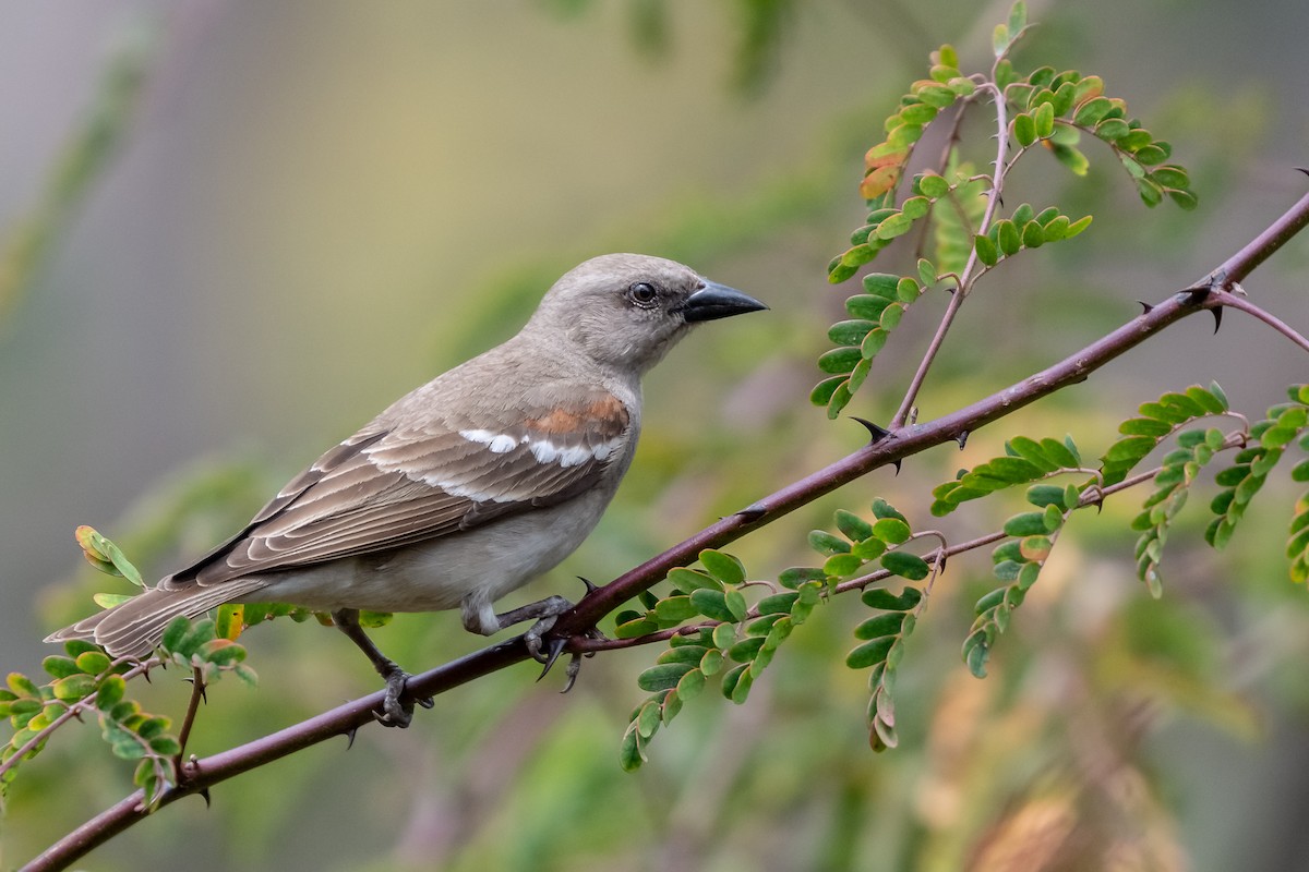 Yellow-throated Sparrow - ML140687281