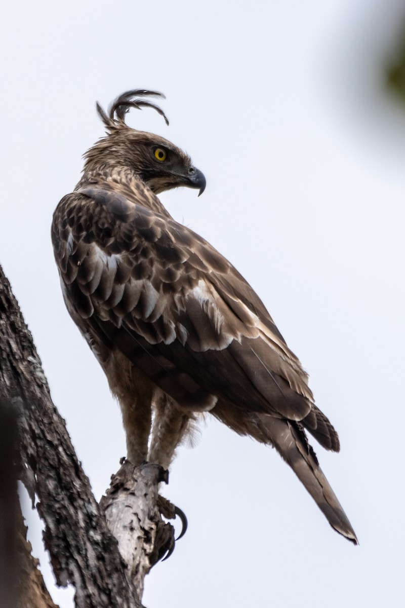 Águila Variable (crestada) - ML140687411