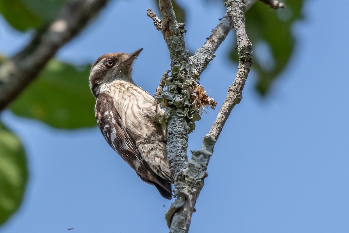 Brown-capped Pygmy Woodpecker - Balaji P B