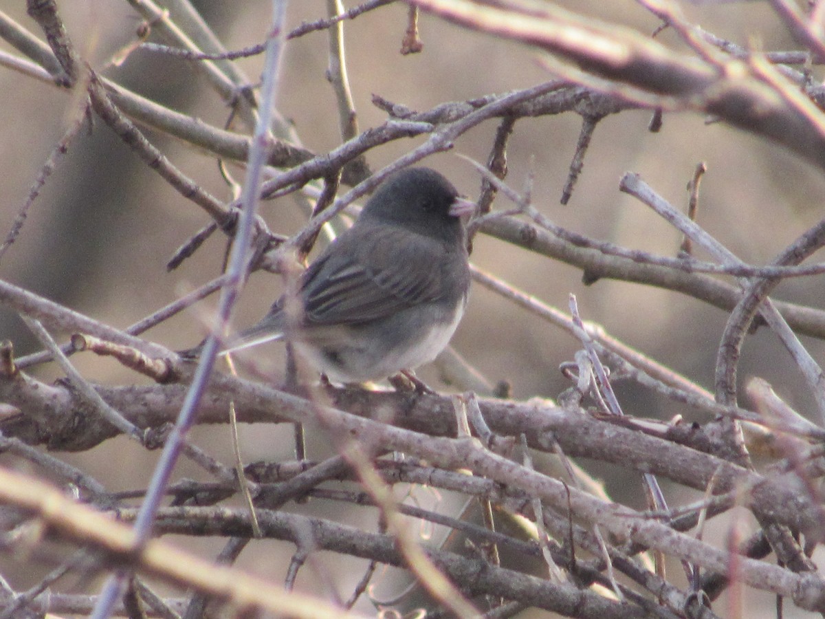 Dark-eyed Junco (Slate-colored) - S. Queen