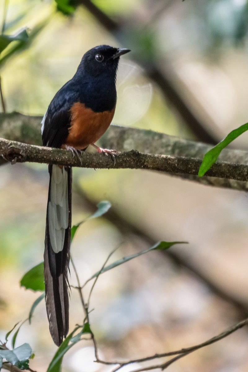 White-rumped Shama - ML140687581