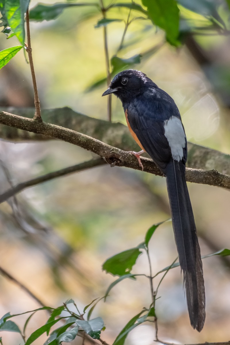 White-rumped Shama - ML140687601