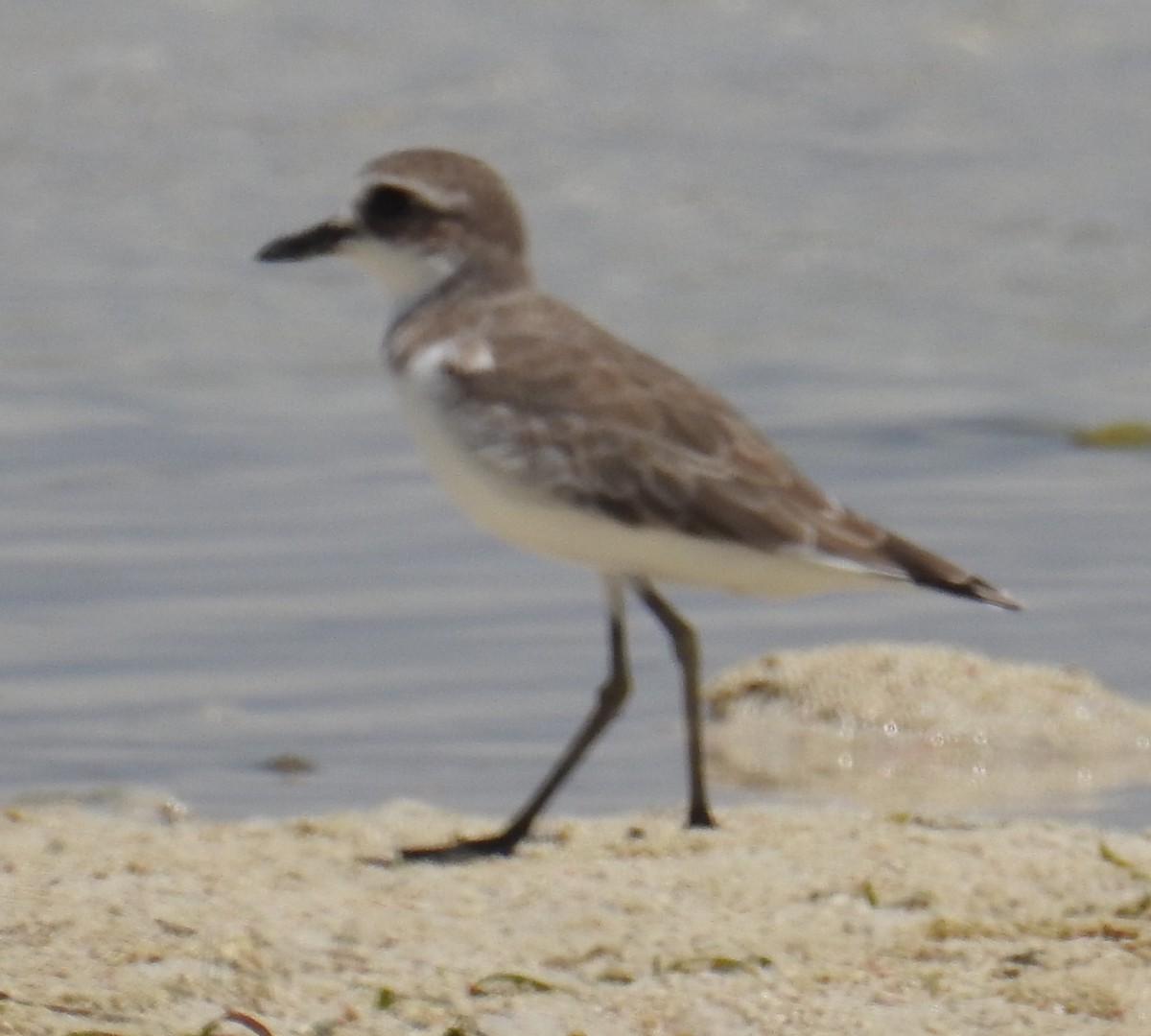 Greater Sand-Plover - ML140687641