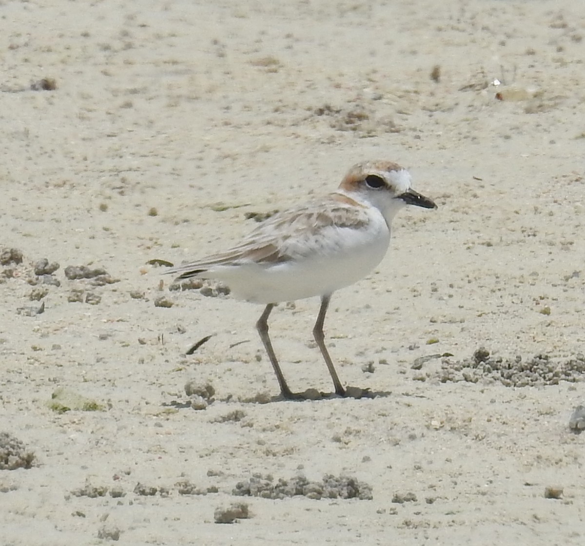 Malaysian Plover - ML140687701