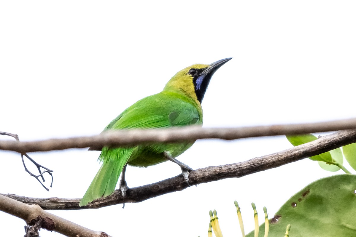 Jerdon's Leafbird - ML140687861