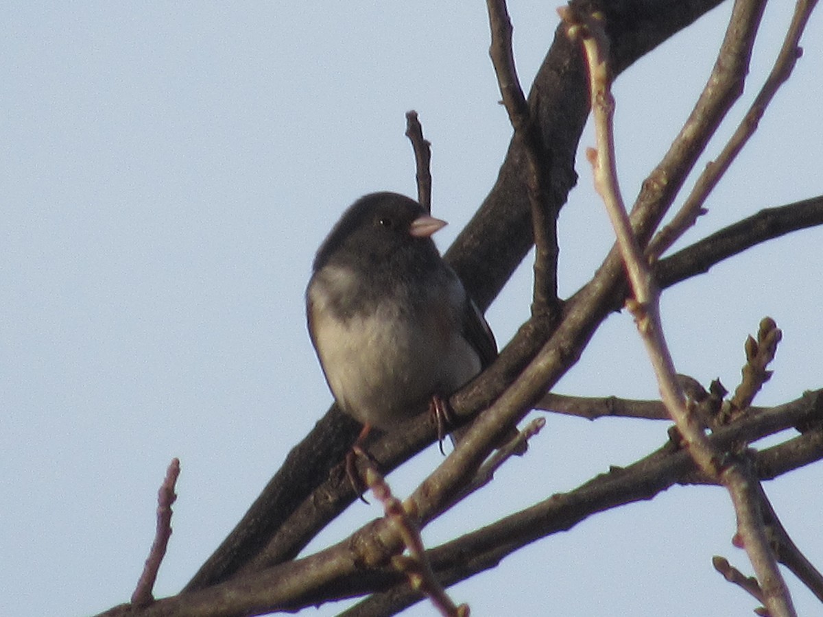 Dark-eyed Junco (Slate-colored/cismontanus) - ML140687951