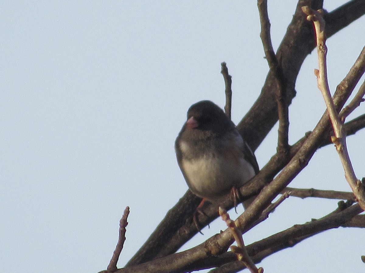 Dark-eyed Junco (Slate-colored/cismontanus) - ML140688221