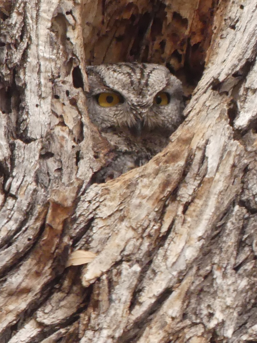 Western Screech-Owl - ML140688401