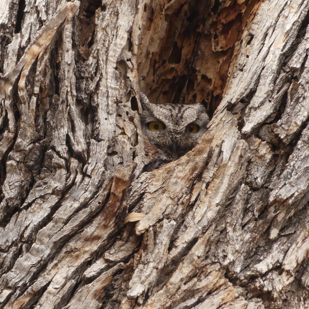 Western Screech-Owl - ML140688471