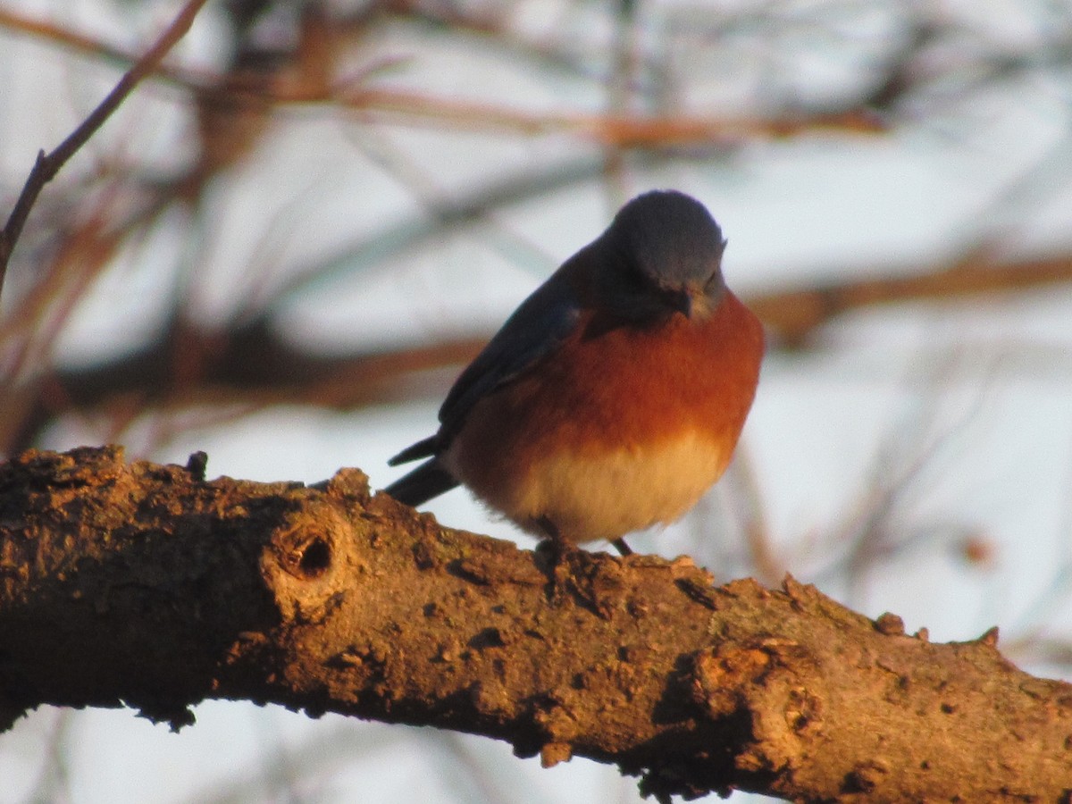 Eastern Bluebird - ML140688561