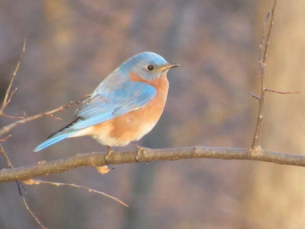 Eastern Bluebird - ML140688791