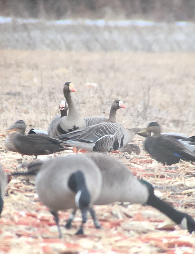 Greater White-fronted Goose (Western) - ML140689701