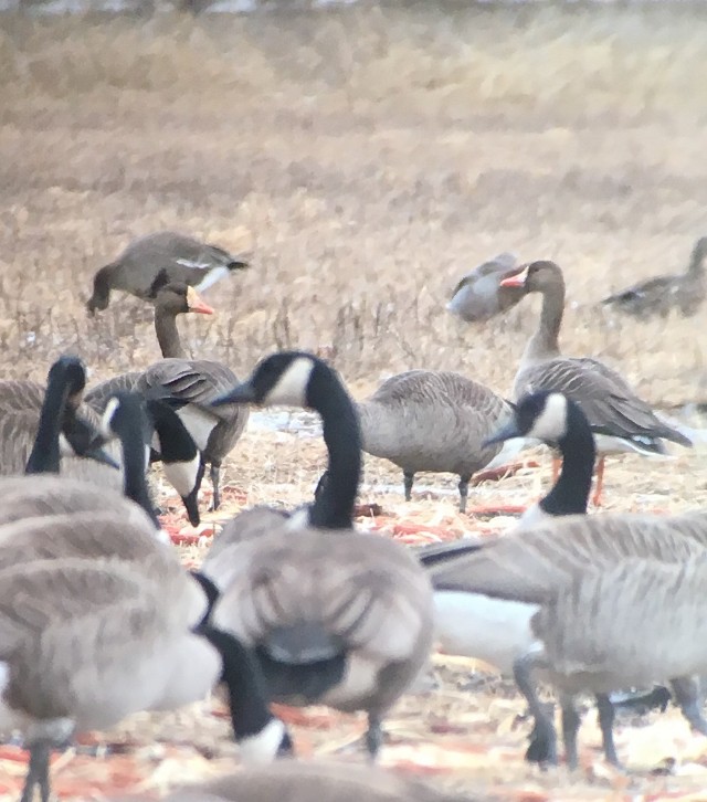 Greater White-fronted Goose (Western) - ML140689711