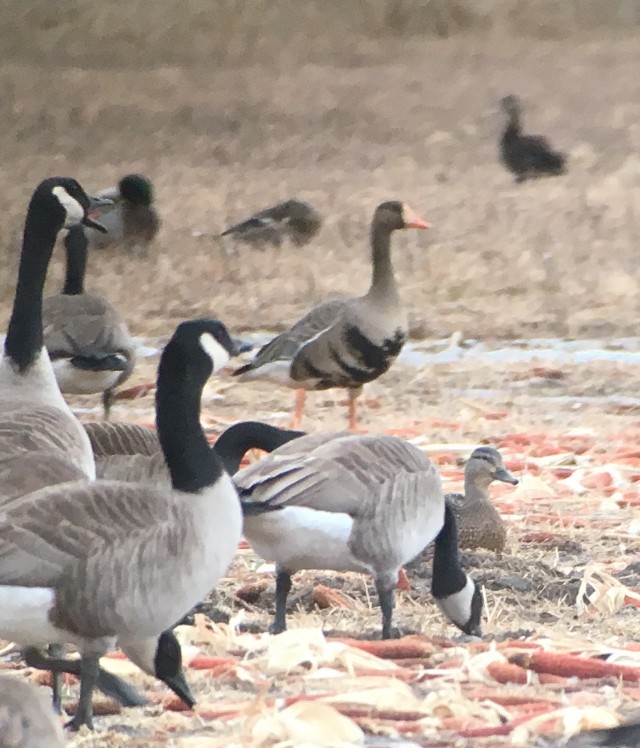 Greater White-fronted Goose (Western) - ML140689721
