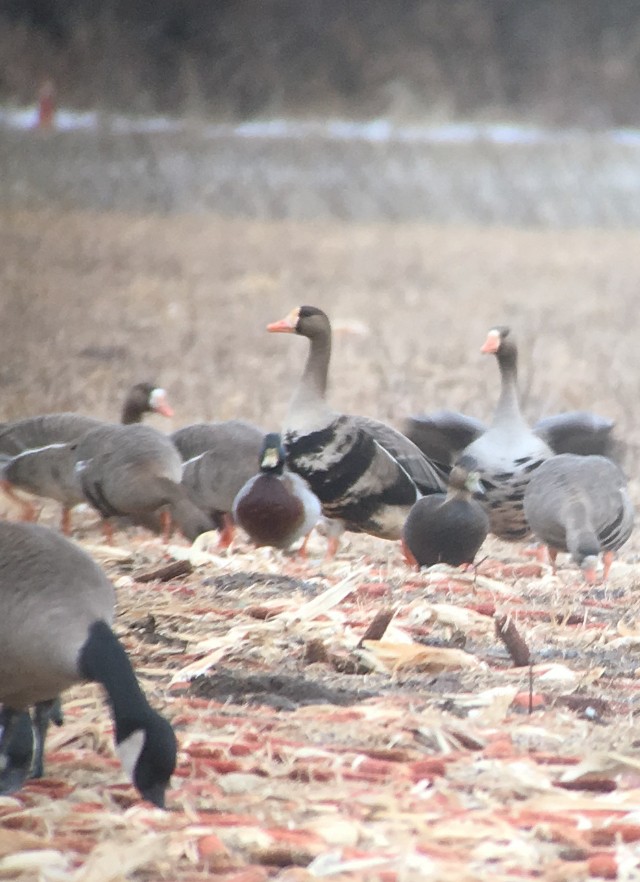 Greater White-fronted Goose (Western) - ML140689731