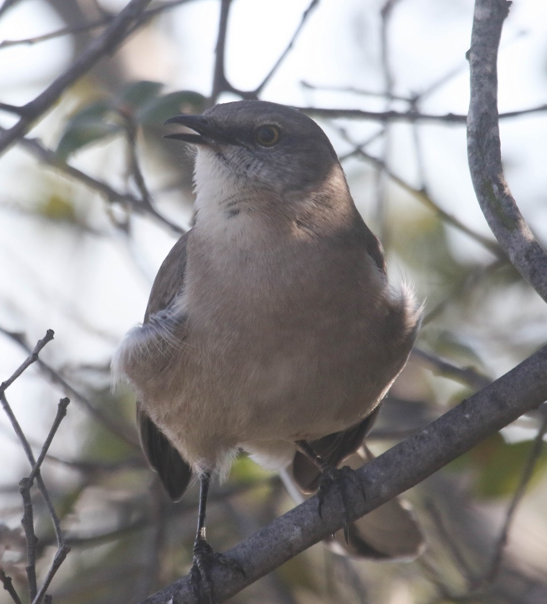 Northern Mockingbird - ML140690501