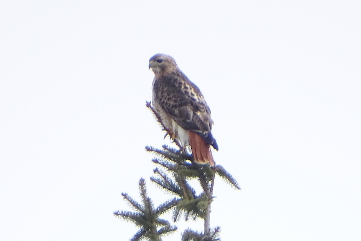 Red-tailed Hawk - ML140690541