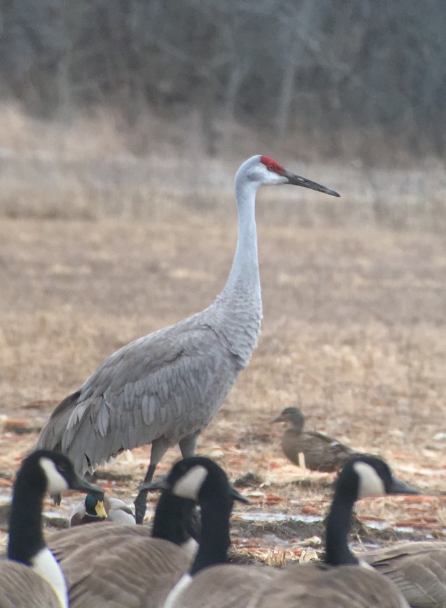 Sandhill Crane (tabida/rowani) - Jeremy L. Hatt