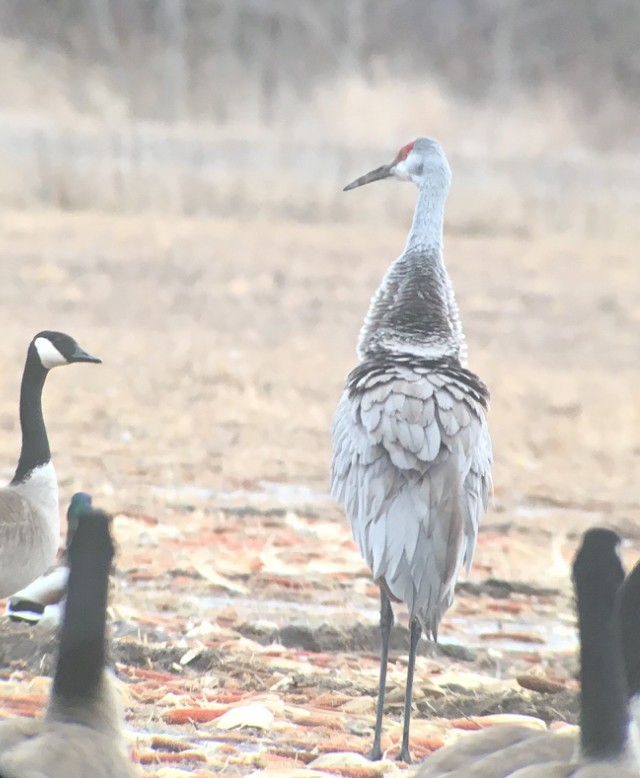 Sandhill Crane (tabida/rowani) - ML140690701