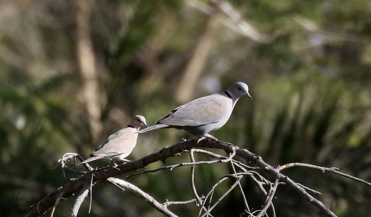 Mourning Collared-Dove - ML140690761