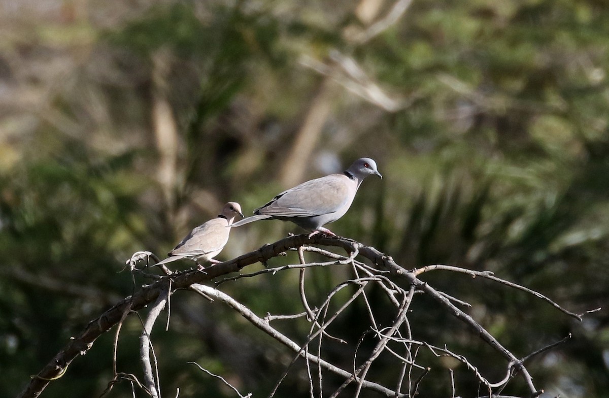 Mourning Collared-Dove - ML140690771
