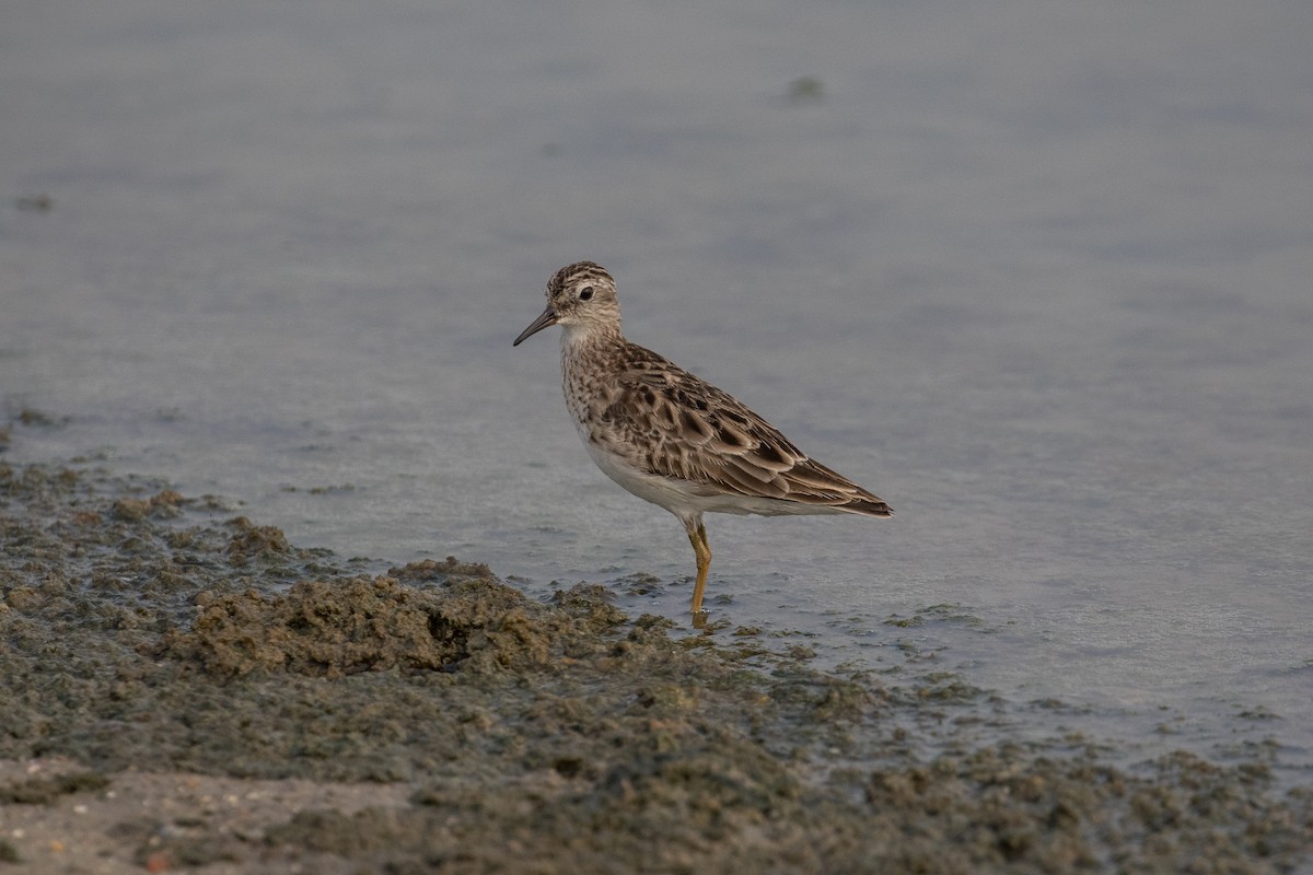 Langzehen-Strandläufer - ML140690791