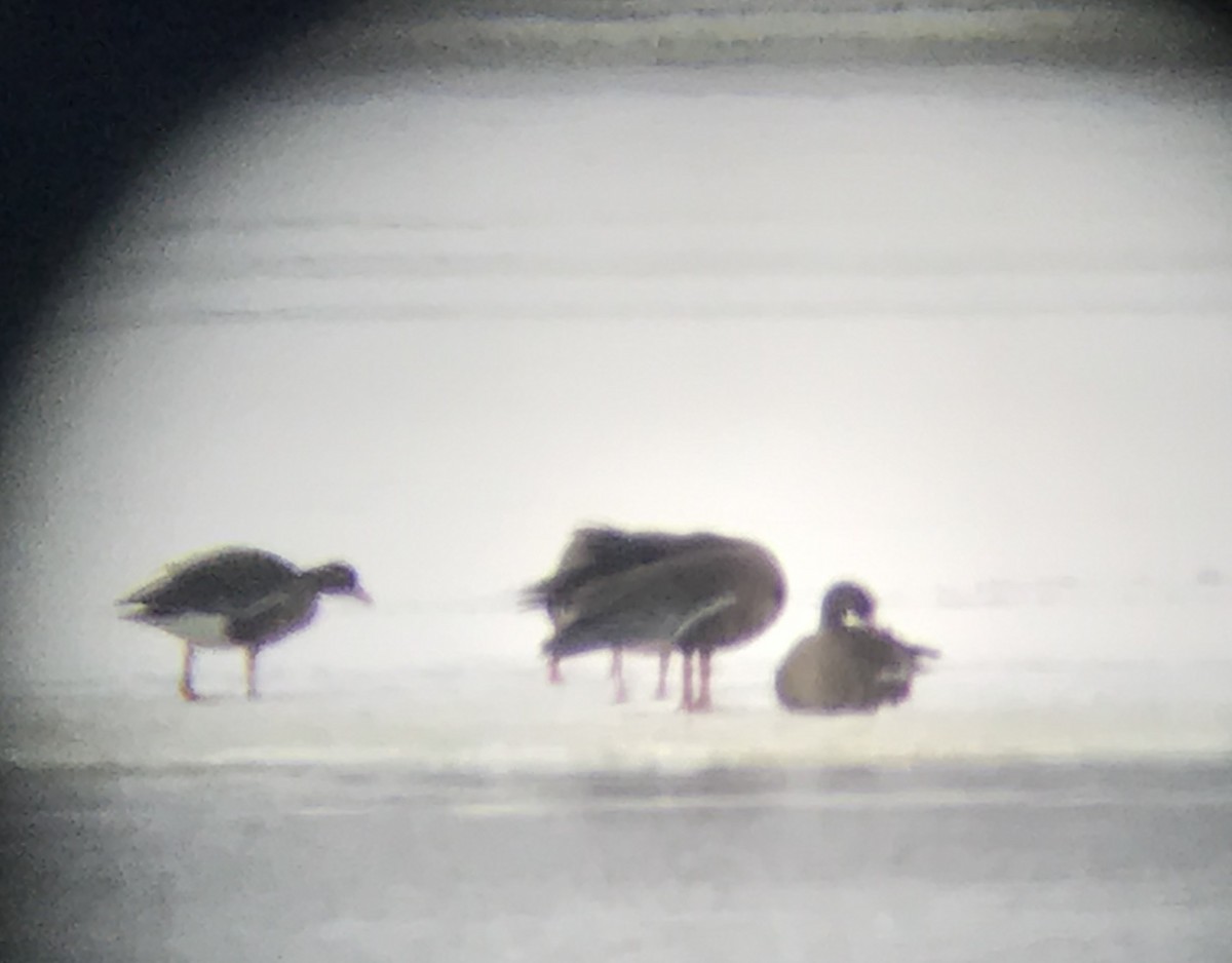 Greater White-fronted Goose - ML140691451