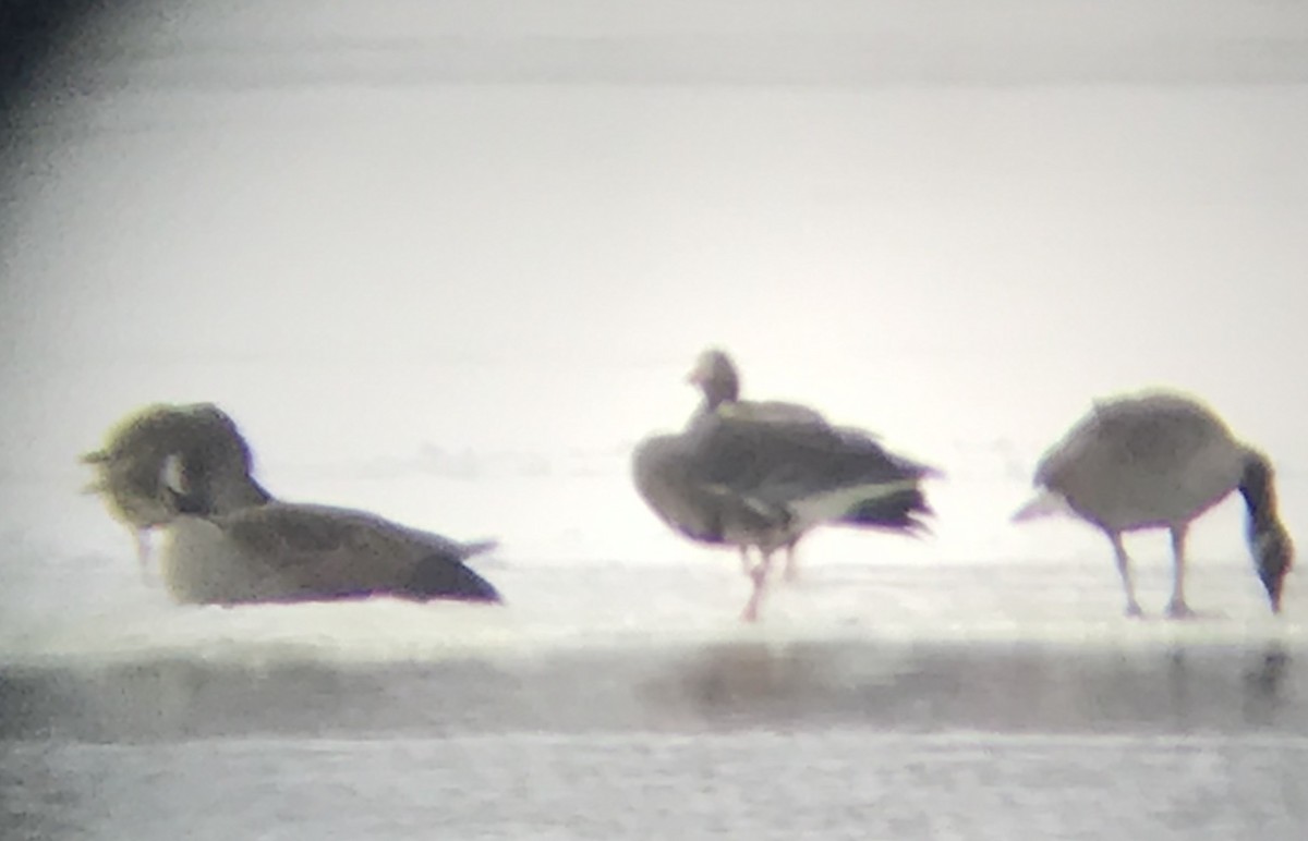 Greater White-fronted Goose - ML140691471