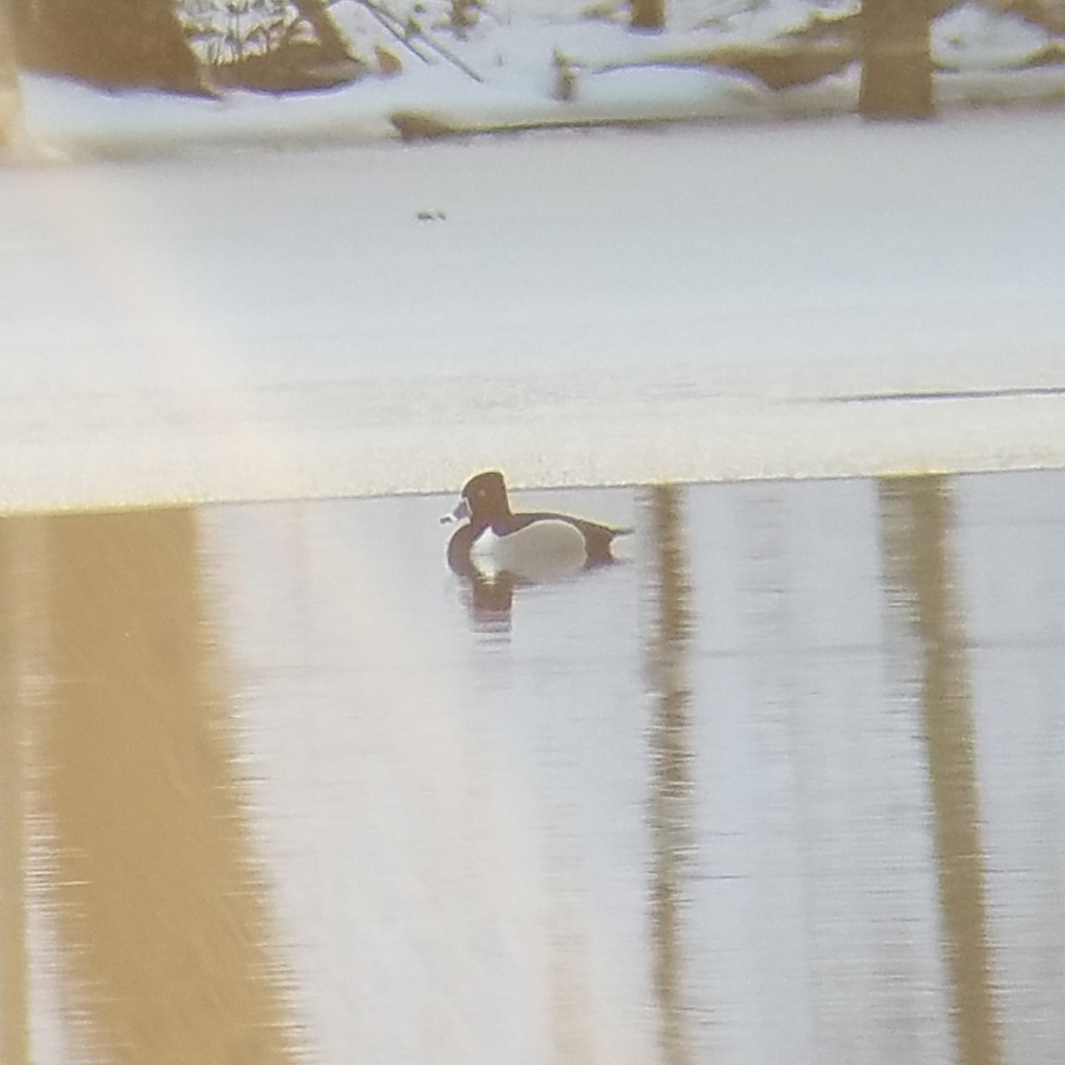 Ring-necked Duck - ML140691531