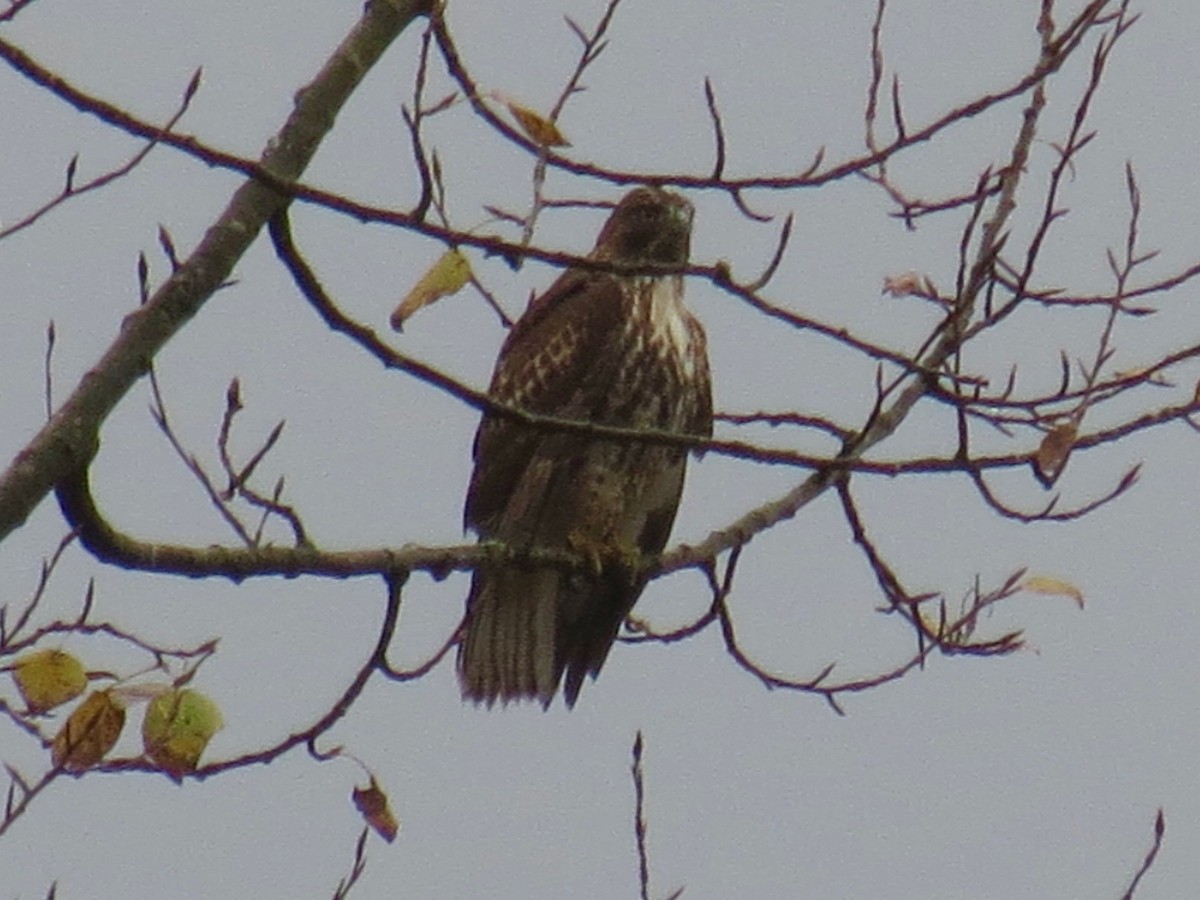 Rotschwanzbussard - ML140692951