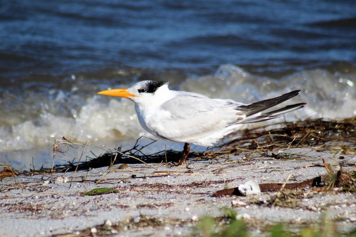 Royal Tern - Lisa Hughes